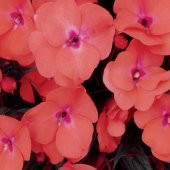 Saksılık Wallerine Baby Orange Bodur Cam Güzeli Çiçeği Tohumu(20 tohum) - 5