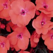 Saksılık Wallerine Baby Orange Bodur Cam Güzeli Çiçeği Tohumu(20 tohum) - 8