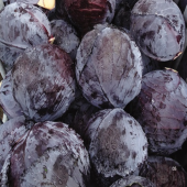 Kırmızı Lahana Fidesi (5 adet) thumbnail 1