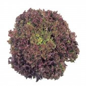 Kırmızı Yapraklı Kıvırcık Marul (1 gram) - 1