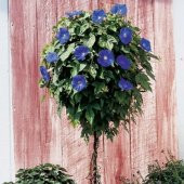 Knowlians Black Gündüz Sefası Çiçeği Tohumu(10 tohum) thumbnail 2