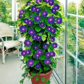 Knowlians Black Gündüz Sefası Çiçeği Tohumu(10 tohum) thumbnail 6