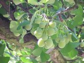 GINKGO biloba Mabet Ağacı Tohumu (3 tohum) - 1