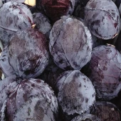 Kırmızı Lahana Fidesi (5 adet) thumbnail 7