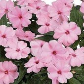Saksılık Wallerine Baby Pink Bodur Cam Güzeli Çiçeği Tohumu(20 tohum) - 5