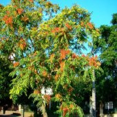 Soğuklara Dayanıklı Ailanthus Altissima Ağacı Tohumu (10 tohum) - 2