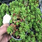 Sedum No 17 (9 luk Saksıda) - 1
