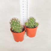 İri Pembe Çiçekli Mammillaria İnsularis Kaktüs (5.5 luk Saksıda) - 1