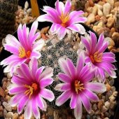 İri Pembe Çiçekli Mammillaria İnsularis Kaktüs (5.5 luk Saksıda) - 2