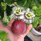 Passiflora Edulis Maruçya Tohumu (3 adet) - 2