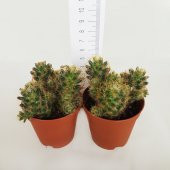 Mammillaria Prolifera Scarlet Kaktüs (5.5 Luk Saksıda) - 4