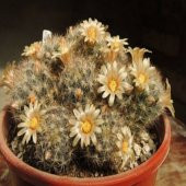 Mammillaria Prolifera Scarlet Kaktüs (5.5 Luk Saksıda) - 7