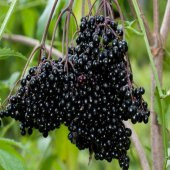 Doğal Karamürver Tohumu (4 tohum) - 4