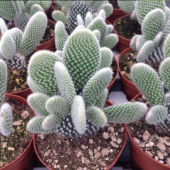 İthal Çoklu Dikim Opuntia Microdasys Albata Tavşan Kulağı Kaktüs 8.5 Luk Saksı - 7