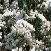Limonium Sinuatum Pure White Deniz Lavantası Tohumu(30 tohum) - 10
