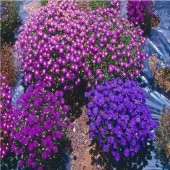 Karışık Renkli  Splendour Brachycome Çiçeği Tohumu (200 tohum) - 4