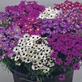 Karışık Renkli  Splendour Brachycome Çiçeği Tohumu (200 tohum) - 6