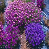 Karışık Renkli  Splendour Brachycome Çiçeği Tohumu (200 tohum) - 9
