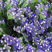 Limonium Sinuatum Blue River Deniz Lavantası Tohumu (30 tohum) thumbnail 12