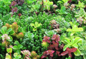 Garden Mix Karışık  Sukulent Tohumu (10 tohum) - 3