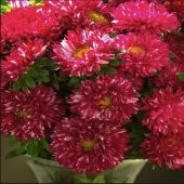 Pompon Fire Beacon Aster Çiçeği Tohumu(50 tohum) - 5