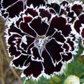 Dianthus Heddewigii Black White Karanfil Çiçeği Tohumu (100 adet) thumbnail 2