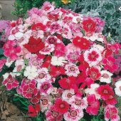 Dianthus Heddewigii Baby Doll Karanfil Çiçeği Tohumu(100 adet) - 2