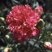 Chabaud Pure Rose Karanfil Çiçeği Tohumu(70 adet) - 2