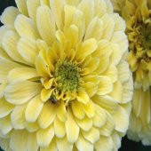 Dahlia Çiçekli İsabellina Zinya Çiçeği Tohumu(40 tohum) - 5