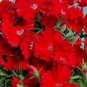 Dianthus Heddewigii Bravo Karanfil Çiçeği Tohumu (100 adet) - 1