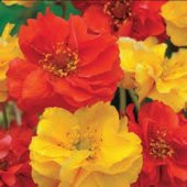 Soğuklara Dayanıklı Katmerli Mixed Geum Çiçeği Tohumu(20 tohum) - 4