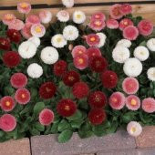 Bellis Perennis Beyaz Ponpon İngiliz Çayır Papatyası Çiçeği Tohumu(100 tohum) - 5