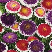 Pompon Hinomaru Mixed Aster Çiçeği Tohumu(50 tohum) - 5