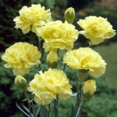 Chabaud Yellow Karanfil Çiçeği Tohumu(70 adet) - 2