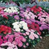 Pompon White Aster Çiçeği Tohumu(50 tohum) - 2