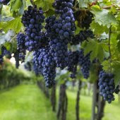 Tüplü Cabernet Sauvignon Üzüm(Asma-Bağ) Fidanı - 1