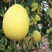 Tüplü Şadok Pomelo Ağacı Fidanı - 8