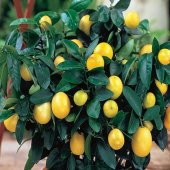 Tüplü İnce Kabuklu Bol Sulu Mayer Limon Fidanı - 6