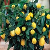 Tüplü İnce Kabuklu Bol Sulu Mayer Limon Fidanı - 9