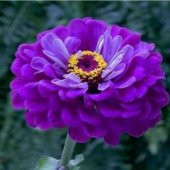 Super Yoga Elegans Purple Zinya Çiçeği Tohumu(40 tohum) - 9