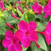 Violet Pink Akşam Sefası Çiçeği Tohumu(20 tohum) - 1
