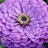 Dahlia Çiçekli Dream Rosy Lavender Zinya Çiçeği Tohumu(40 tohum) thumbnail 1