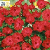 Bright Red Akşam Sefası Çiçeği Tohumu(20 tohum) - 6