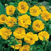 Soğuklara Dayanıklı Katmerli Yellow Beauty Geum Çiçeği Tohumu(20 tohum) - 3