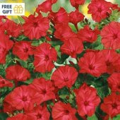 Bright Red Akşam Sefası Çiçeği Tohumu(20 tohum) - 12