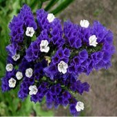 Limonium Sinuatum Deep Blue Deniz Lavantası Tohumu(30 tohum) - 1