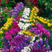 Limonium Sinuatum Deep Blue Deniz Lavantası Tohumu(30 tohum) - 5