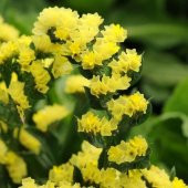 Limonium Sinuatum Deep Yellow Deniz Lavantası Tohumu(30 tohum) - 7