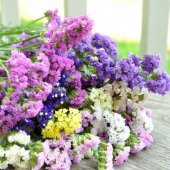 Limonium Sinuatum Deep Blue Deniz Lavantası Tohumu(30 tohum) - 7