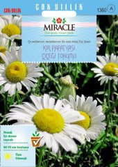 Miracle Krizantem Kır Papatyası Çiçeği Tohumu (100  tohum) - 7